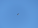 FZ017059 Heron in flight.jpg